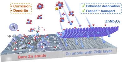 Dielectric-ion-conductive ZnNb2O6 layer enabling rapid desolvation and diffusion for dendrite-free Zn metal batteries