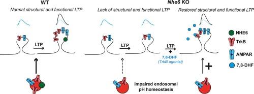 Impaired hippocampal plasticity associated with loss of recycling endosomal SLC9A6/NHE6 is ameliorated by the TrkB agonist 7,8-dihydroxyflavone