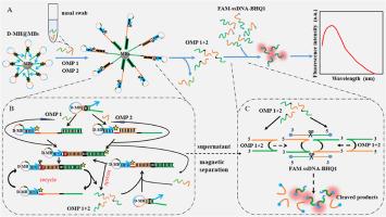 Magnetic nanobead assisted the dual targets driven fluorescent biosensor based on SPEXPAR and MNAzyme for the olfactory marker protein detection