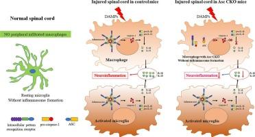 Genetic deletion of the apoptosis associated speck like protein containing a card in LysM+ macrophages attenuates spinal cord injury by regulating M1/M2 polarization through ASC-dependent inflammasome signaling axis