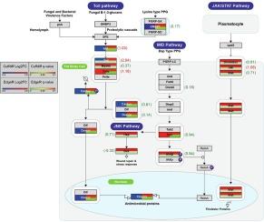 Comparative genomic analysis of copepod humoral immunity genes with sex-biased expression in Labidocera rotunda