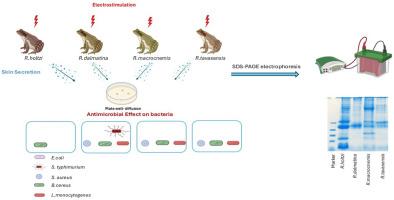 Comparative analysis of protein profiles in skin secretions of some Rana species: Preliminary insights into antimicrobial activity