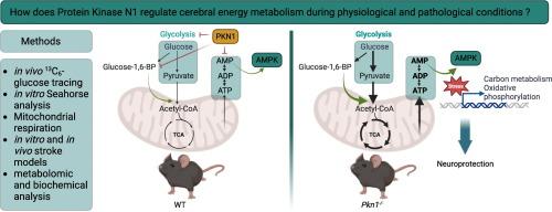 Protein kinase N1 deficiency results in upregulation of cerebral energy metabolism and is highly protective in in vivo and in vitro stroke models