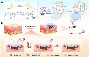 Photo-crosslinking injectable Photothermal antibacterial hydrogel based on quaternary ammonium grafted chitosan and hyaluronic acid for infected wound healing