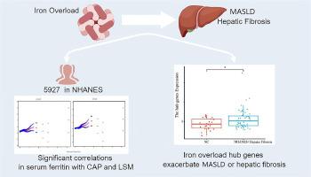 Epidemiological and transcriptome data identify association between iron overload and metabolic dysfunction-associated steatotic liver disease and hepatic fibrosis