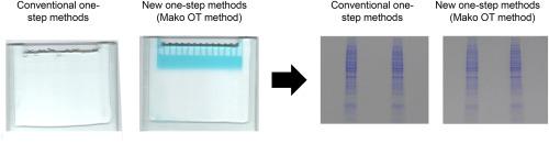 A time-saving one-step polyacrylamide gel with a colored stacking gel for SDS-PAGE and western blotting