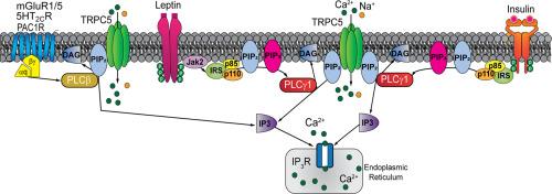 TRPC5 channels play a critical role in mediating multiple behaviors in mice and men