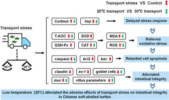 Low temperature alleviated the adverse effects of simulated transport stress on the intestinal health in Chinese soft-shelled turtle Pelodiscus sinensis