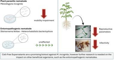 Direct effects of Xenorhabdus spp. cell-free supernatant on Meloidogyne incognita in tomato plants and its impact on entomopathogenic nematodes