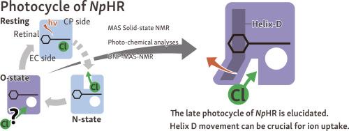 Structural changes of Natronomonas pharaonis halorhodopsin in its late photocycle revealed by solid-state NMR spectroscopy