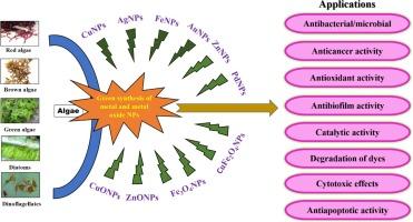 Algae as a source of bionanofactory for the synthesis of ecofriendly nanoparticles