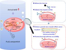 An overlooked nanofluids effect from Fe3O4 nanoparticles enhances mass transfer in anammox granular sludge