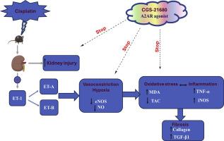 CGS-21680 defers cisplatin-induced AKI-CKD transition in C57/BL6 mice