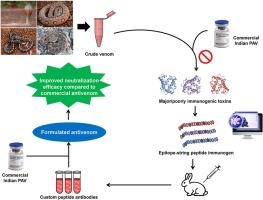 Supplementation of polyclonal antibodies, developed against epitope-string toxin-specific peptide immunogens, to commercial polyvalent antivenom, shows improved neutralization of Indian Big Four and Naja kaouthia snake venoms