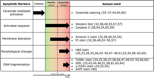 Ultrasound-stimulated microbubbles to enhance radiotherapy: A scoping review