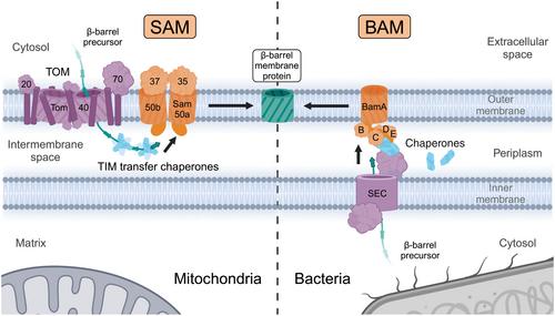 Biogenesis of mitochondrial β-barrel membrane proteins