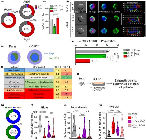 Rejuvenation of the reconstitution potential and reversal of myeloid bias of aged HSCs upon pH treatment