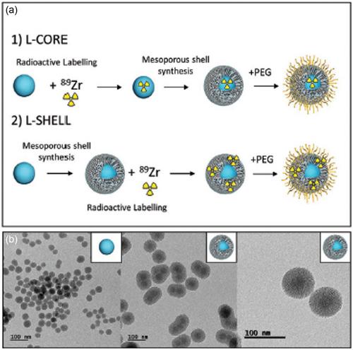 Degradation of Mesoporous Silica Materials in Biological Milieu: The Gateway for Therapeutic Applications