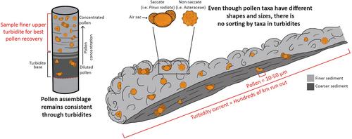 Using pollen in turbidites for vegetation reconstructions