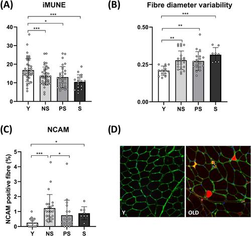 Neuromuscular impairment at different stages of human sarcopenia