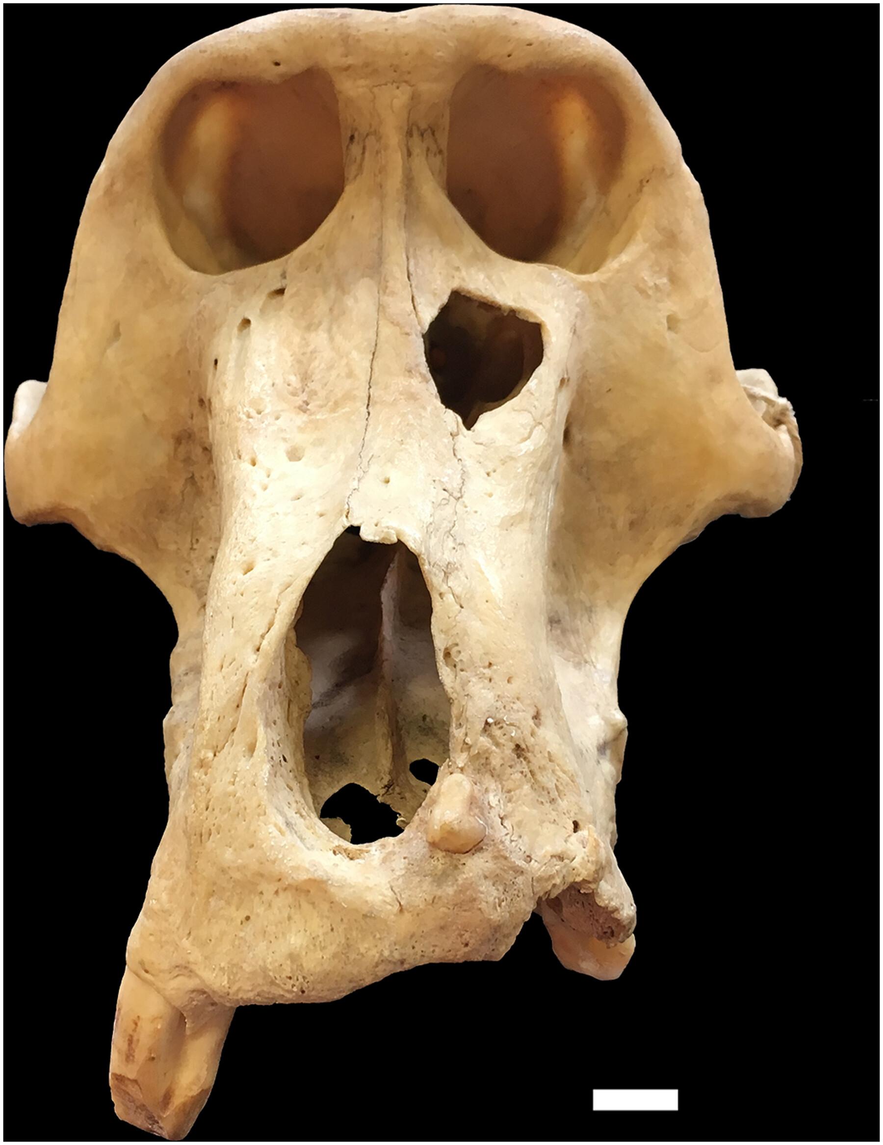 Variation in Craniodental Pathologies Among Cercopithecoid Primates