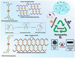Mechanistic insights into ortho-blocked and ortho-free vitrimeric polybenzoxazines incorporating dynamic Schiff linkages for closed-loop recyclability†