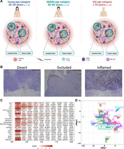 Dissecting the immune infiltrate of primary luminal B-like breast carcinomas in relation to age