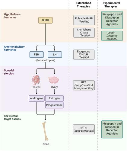 Kisspeptin in functional hypothalamic amenorrhea: Pathophysiology and therapeutic potential