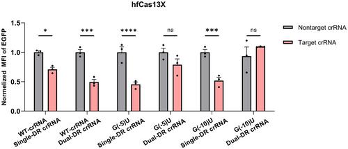 Engineered CRISPR RNA improves the RNA cleavage efficiency of hfCas13X