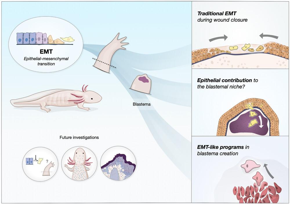 Putative epithelial–mesenchymal transitions during salamander limb regeneration: Current perspectives and future investigations