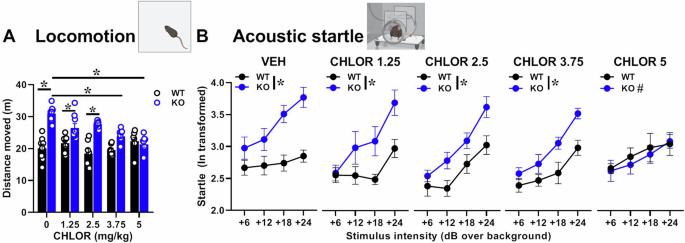 Therapeutic efficacy of the BKCa channel opener chlorzoxazone in a mouse model of Fragile X syndrome