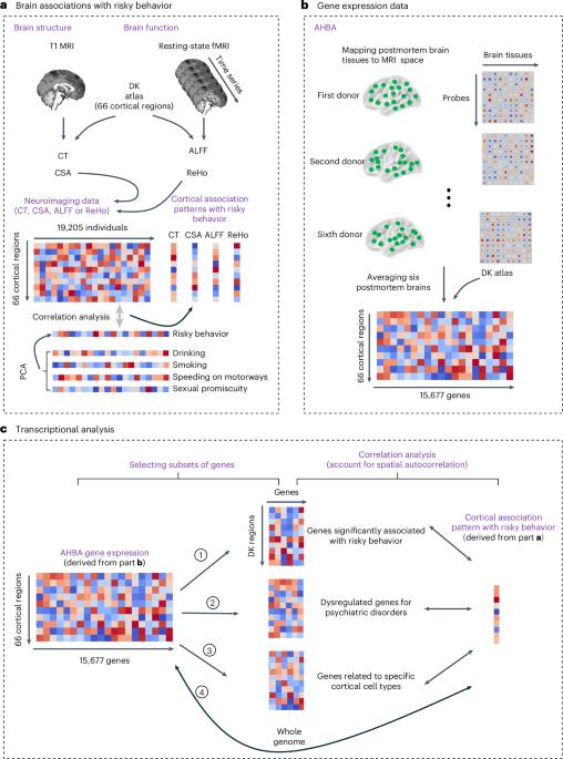 The relation between cortical gene expression and the neural correlates of risky behavior