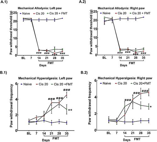 Fecal Microbiota Transplantation-Mediated Rebalancing of the Gut–Brain Axis Alleviates Cisplatin-Induced Neuropathic Pain