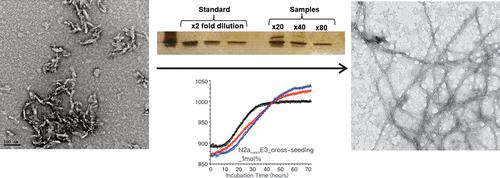 Extraction of In-Cell β-Amyloid Fibrillar Aggregates for Studying Molecular-Level Structural Propagations Using Solid-State NMR Spectroscopy