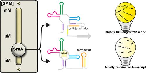 Functional Validation of SAM Riboswitch Element A from Listeria monocytogenes