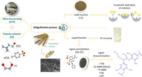 Delignification of Olive Tree Pruning Using a Ternary Eutectic Solvent for Enhanced Saccharification and Isolation of a Unique Lignin Fraction