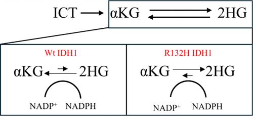 Gaining Insight into the Catalytic Mechanism of the R132H IDH1 Mutant: A Synergistic DFT Cluster and Experimental Investigation