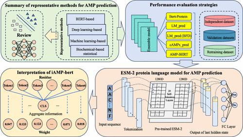 Comprehensive Assessment of BERT-Based Methods for Predicting Antimicrobial Peptides