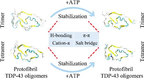 Atomistic Insights into the Stabilization of TDP-43 Protofibrils by ATP
