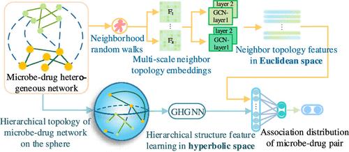 Gating-Enhanced Hierarchical Structure Learning in Hyperbolic Space and Multi-scale Neighbor Topology Learning in Euclidean Space for Prediction of Microbe-Drug Associations