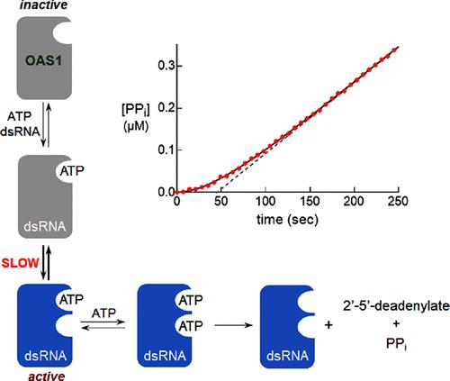 Kinetic and Mechanistic Studies of Human Oligoadenylate Synthetase 1