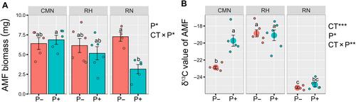 Parasitic plants regulate C and N distribution among common mycorrhizal networks linking host and neighboring plants