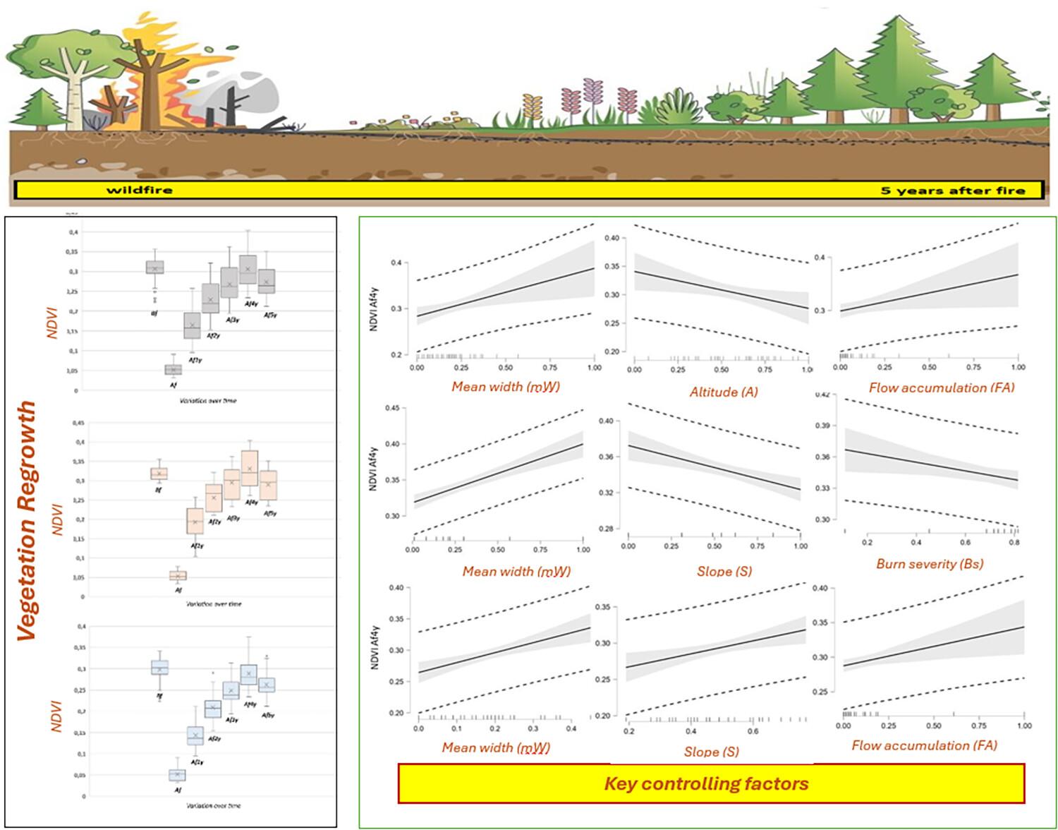 Site-scale drivers of post-fire vegetation regrowth in gullies: A case study in Mediterranean Europe