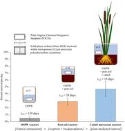 Depletion rates of O2-naphthenic acids from oil sands process-affected water in wetland microcosms†