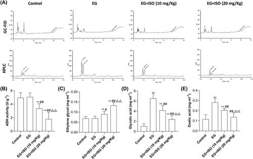 Isovaleramide attenuates ethylene glycol poisoning-induced acute kidney injury and reduces mortality by inhibiting alcohol dehydrogenase activity in rats