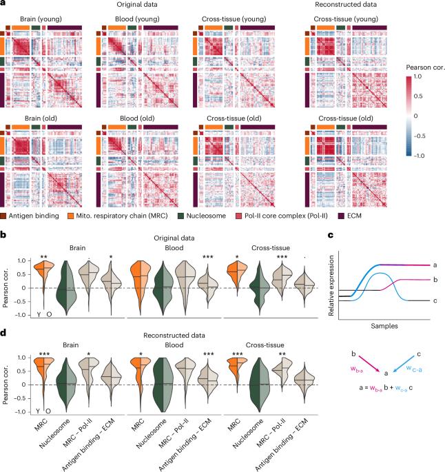 Loss of coordination between basic cellular processes in human aging