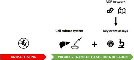 Adverse outcome pathway networks as the basis for the development of new approach methodologies: Liver toxicity as a case study