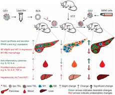 Encapsulation of telmisartan inside insulinoma-cell-derived extracellular vesicles outperformed biomimetic nanovesicles in modulating the pancreatic inflammatory microenvironment†