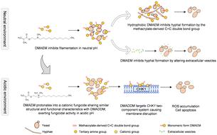 A novel pH-responsive monomer inhibits Candida albicans via a dual antifungal mode of action†