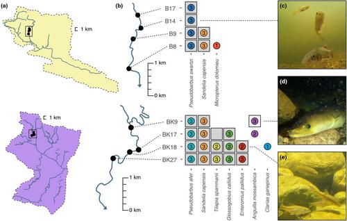 Environmental DNA metabarcoding in the Cape Fold aquatic ecoregion: Opportunities and challenges for eDNA uptake in an endemism hotspot